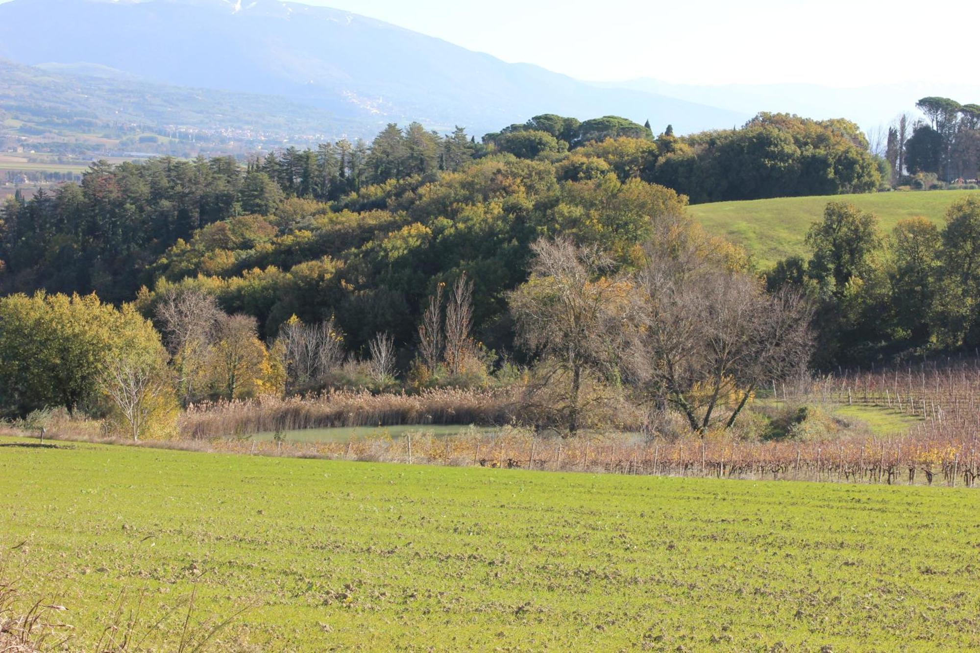 Civitella D'Arna Agriturismo La Ginestrella المظهر الخارجي الصورة