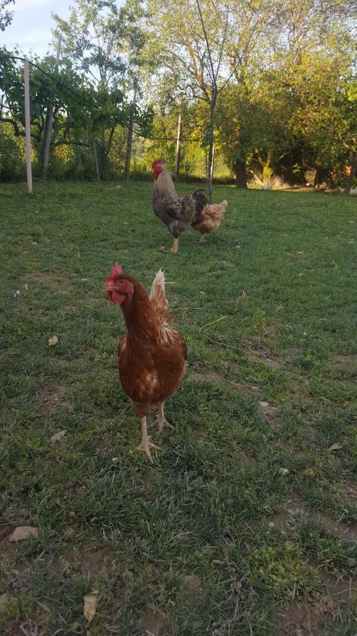 Civitella D'Arna Agriturismo La Ginestrella المظهر الخارجي الصورة